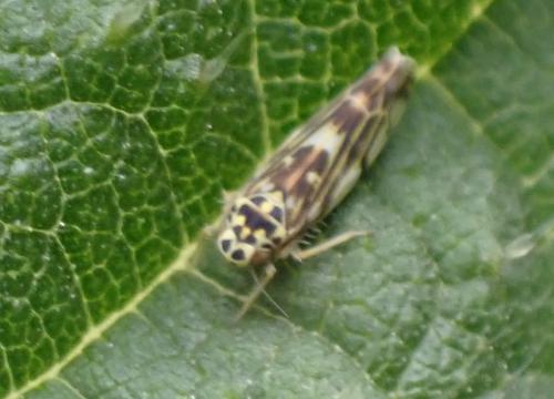 Réf. 359 831 : Eupteryx (calcarata-urticae)